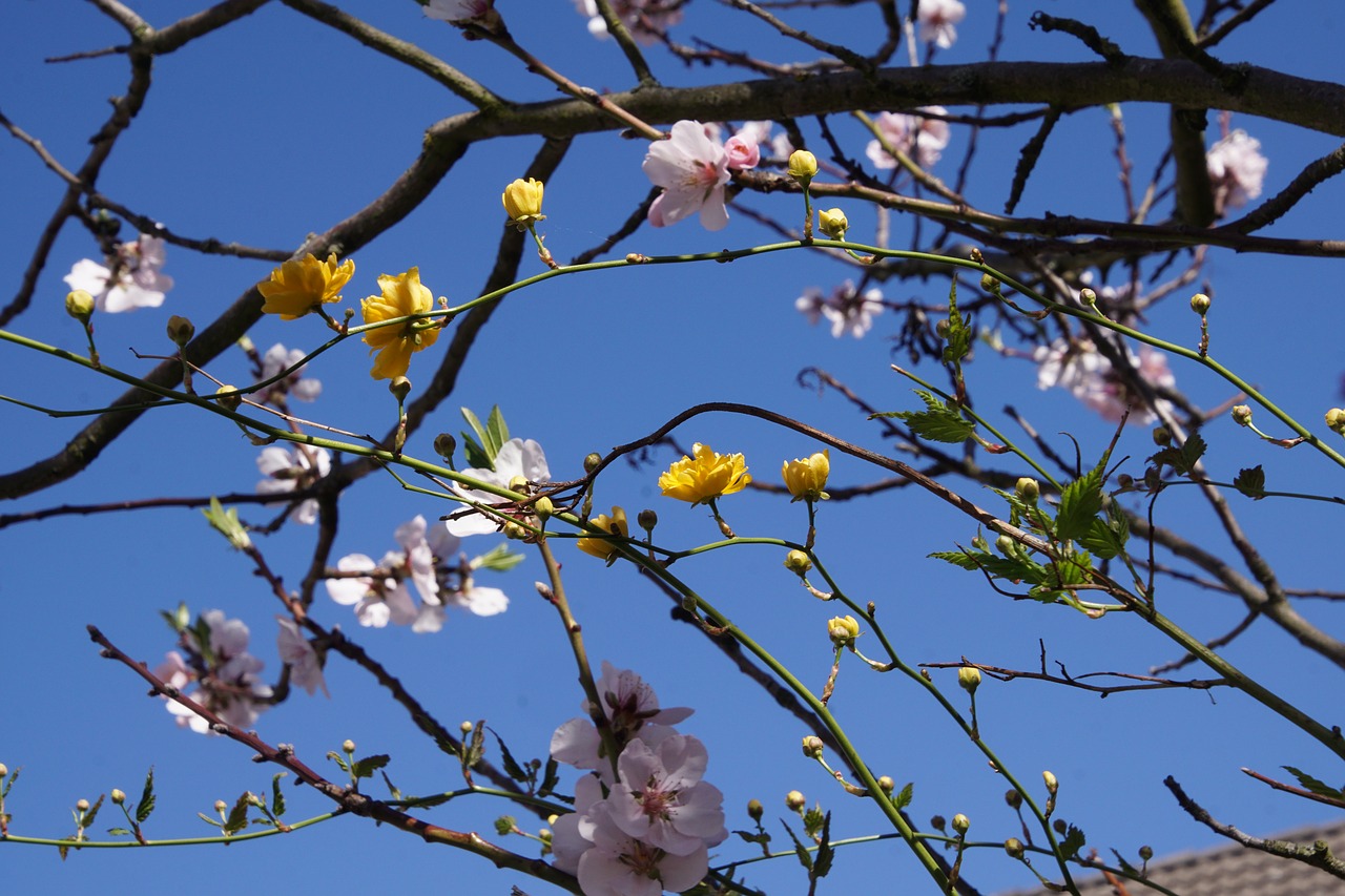 Image - almond blossom blossom palatinate