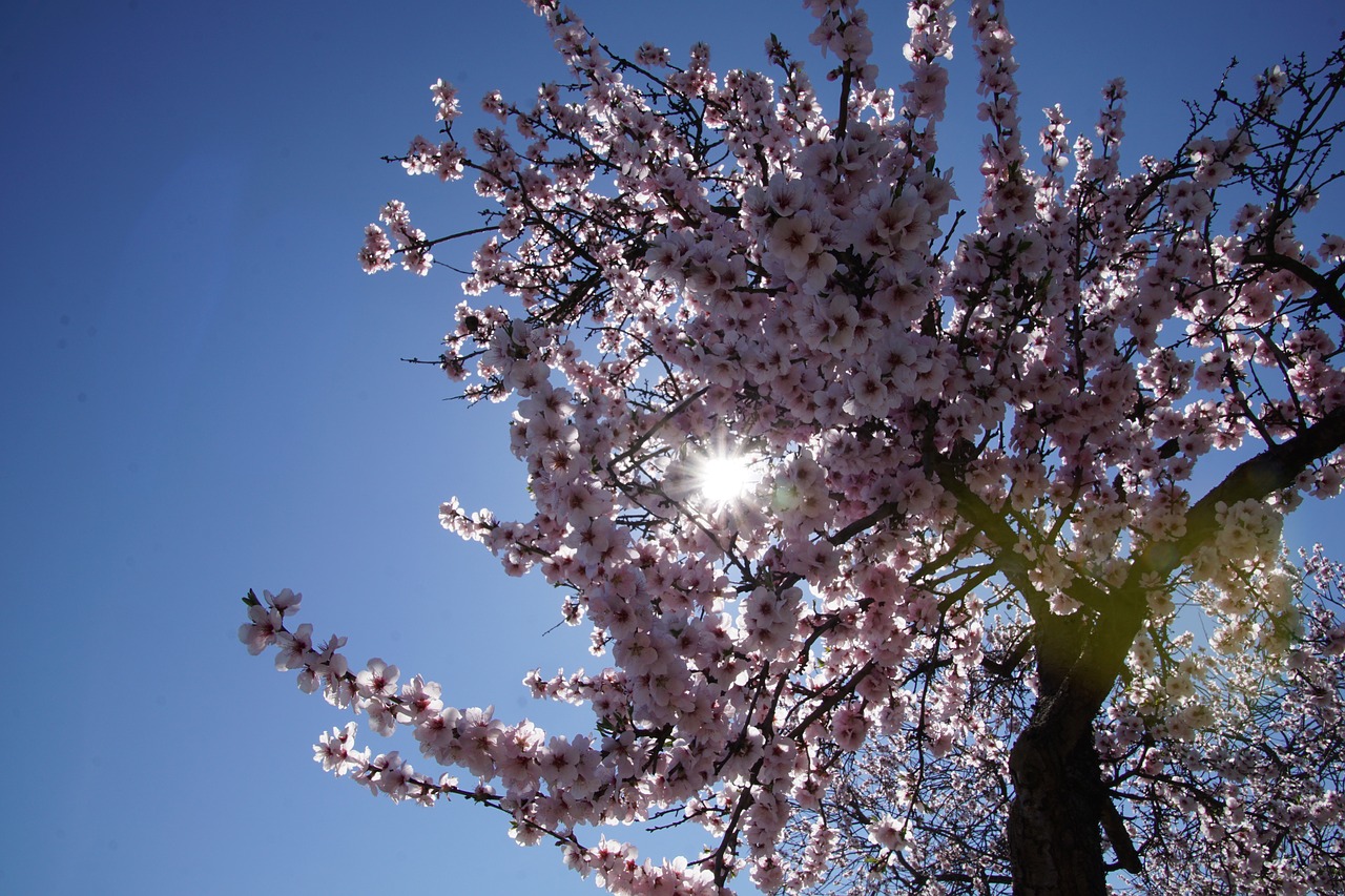 Image - almond blossom blossom palatinate