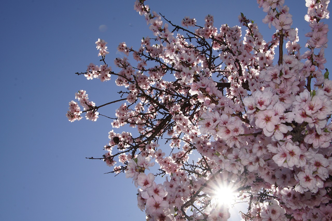 Image - almond blossom blossom palatinate