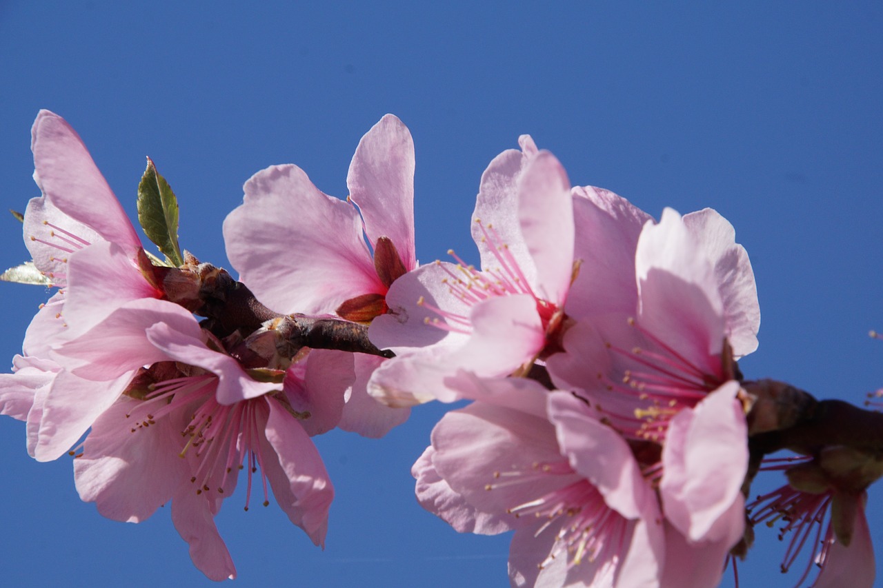 Image - almond blossom blossom palatinate