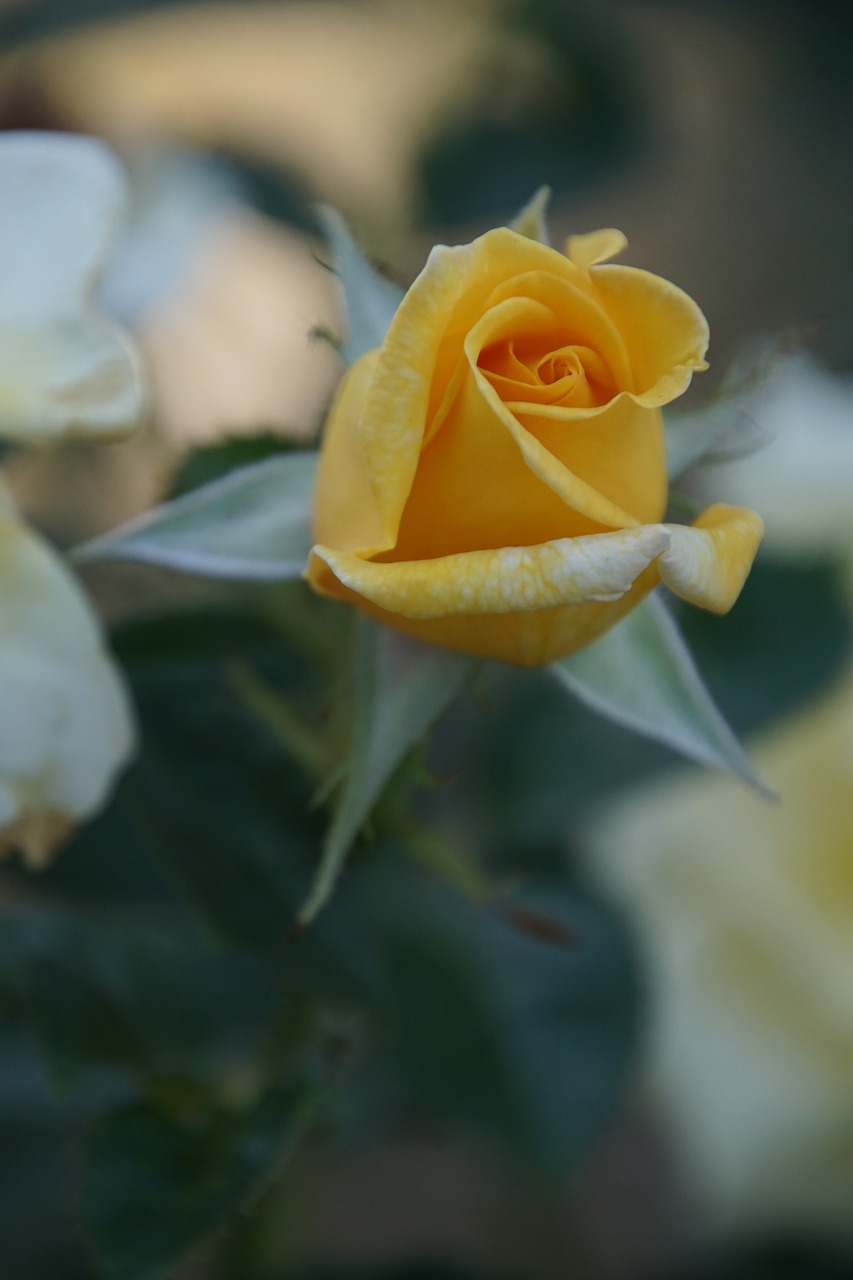 Image - rose blossom bloom close berolina
