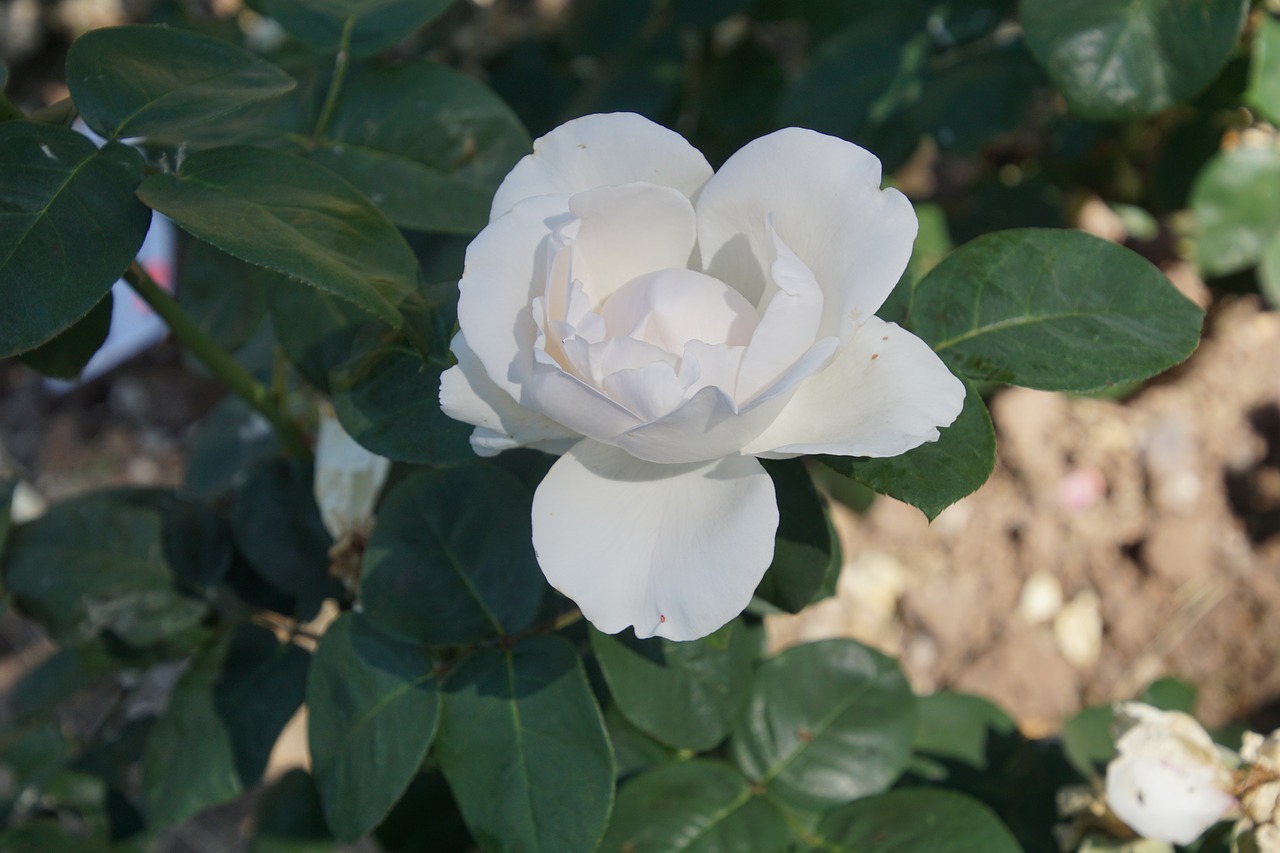 Image - rose blossom bloom close bianca