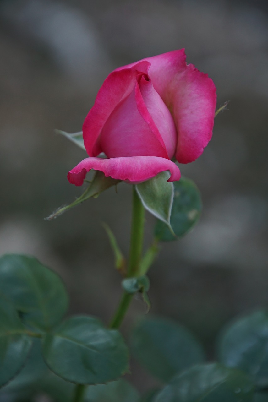 Image - rose blossom bloom close esmeralda