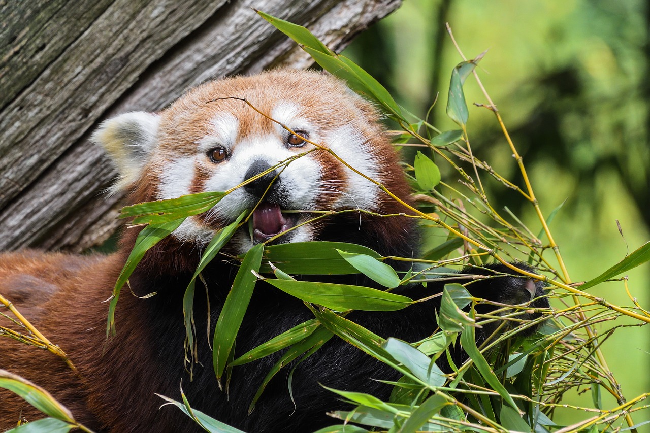 Image - panda roux eat tree