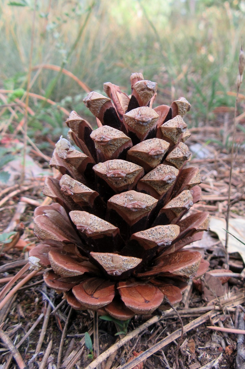 Image - cone forest tour