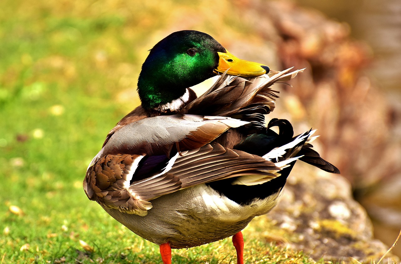 Image - mallard drake colorful male