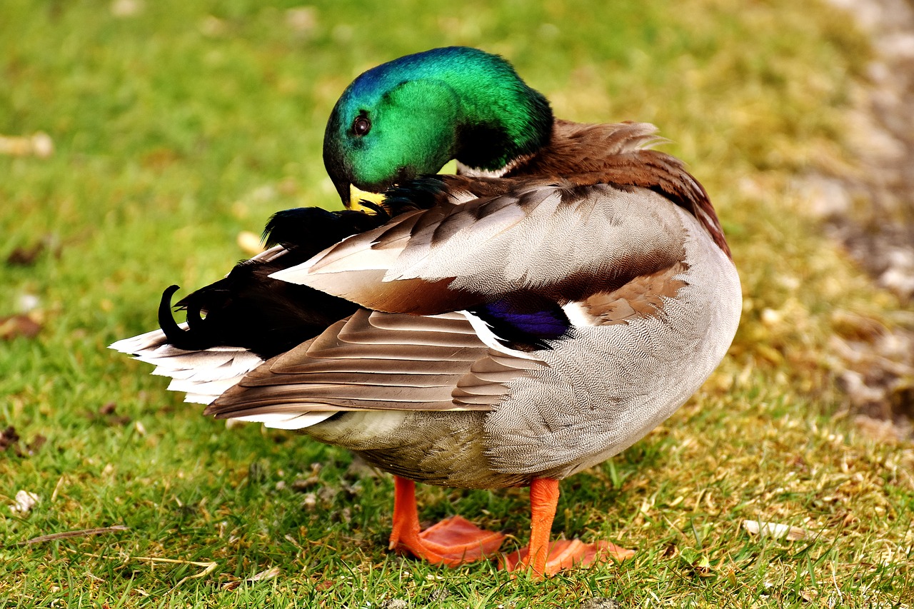 Image - mallard drake colorful male