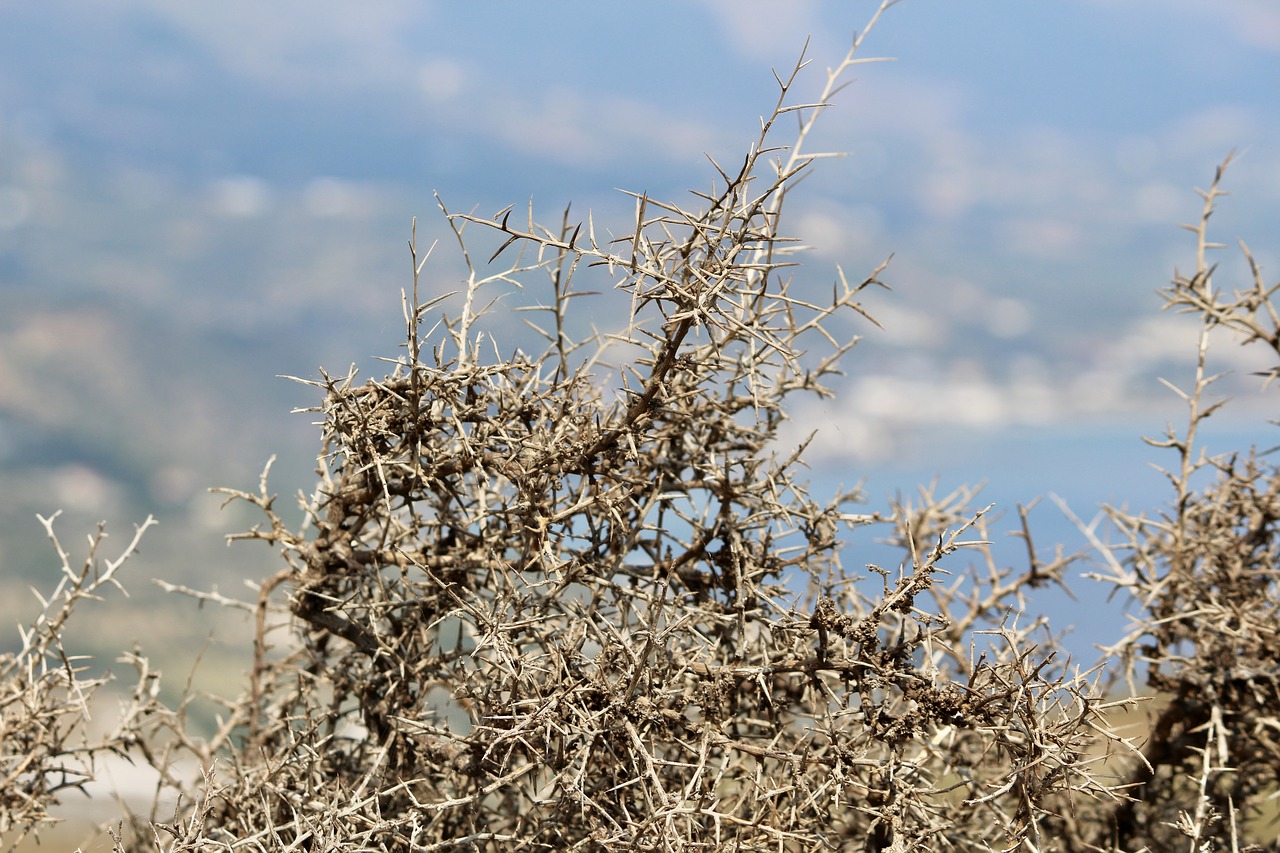 Image - thorns close spur bush