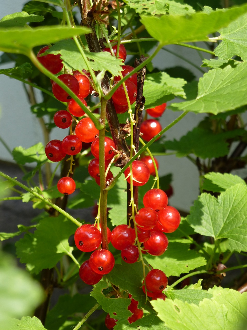 Image - red currants fruits summer fruit