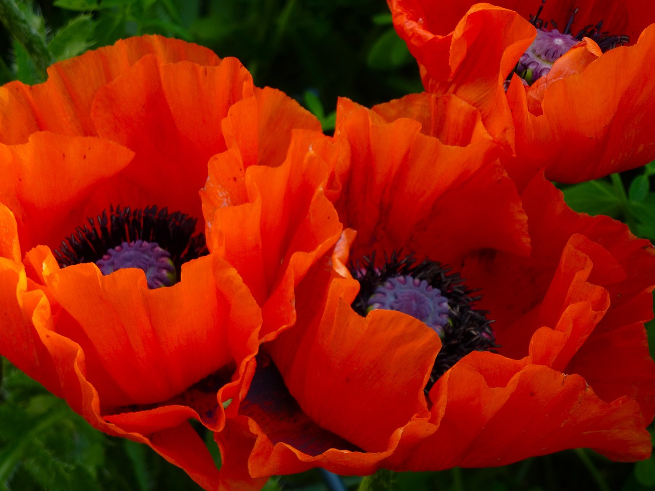 Image - poppy red summer oriental poppy