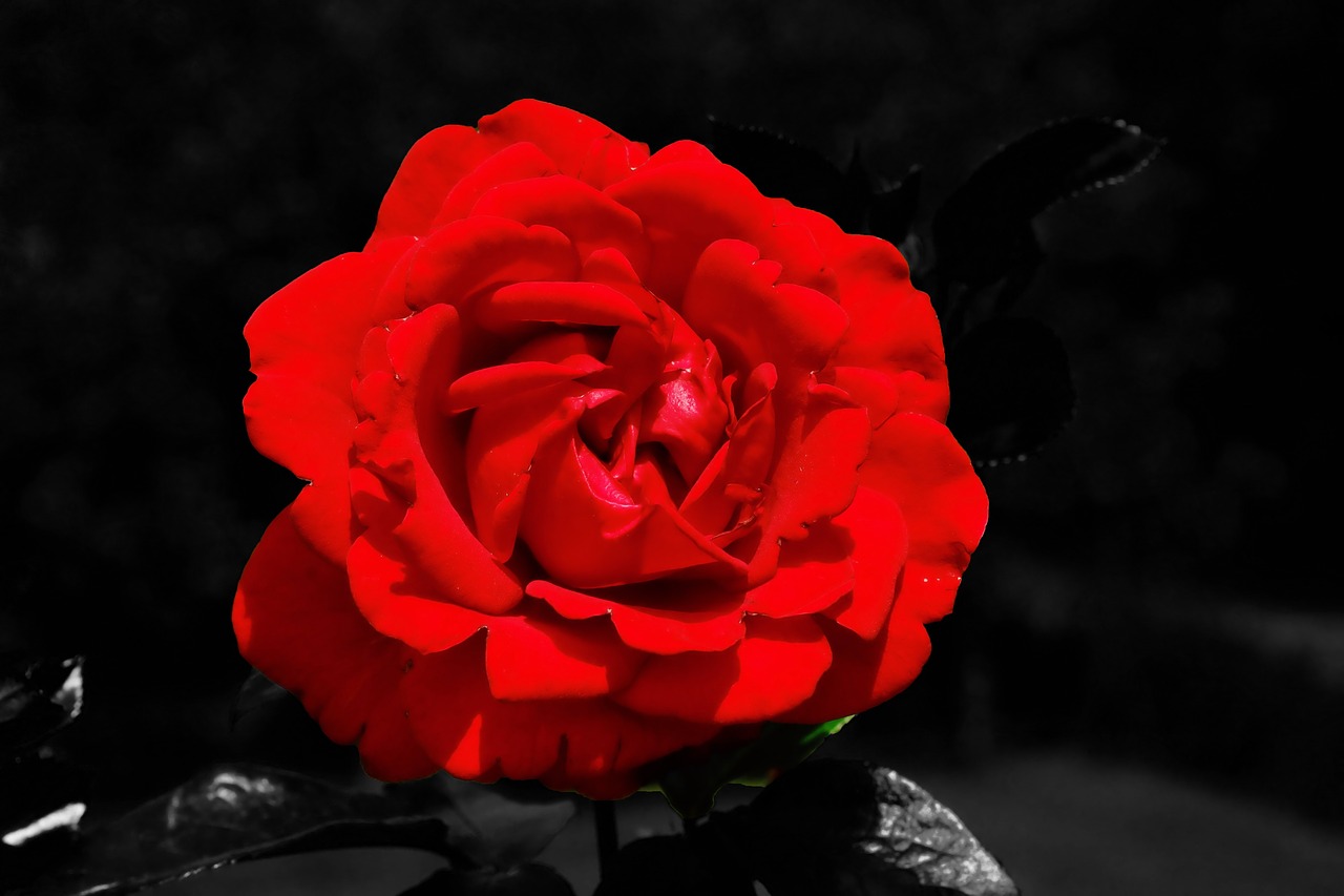 Image - rose blossom bloom red close