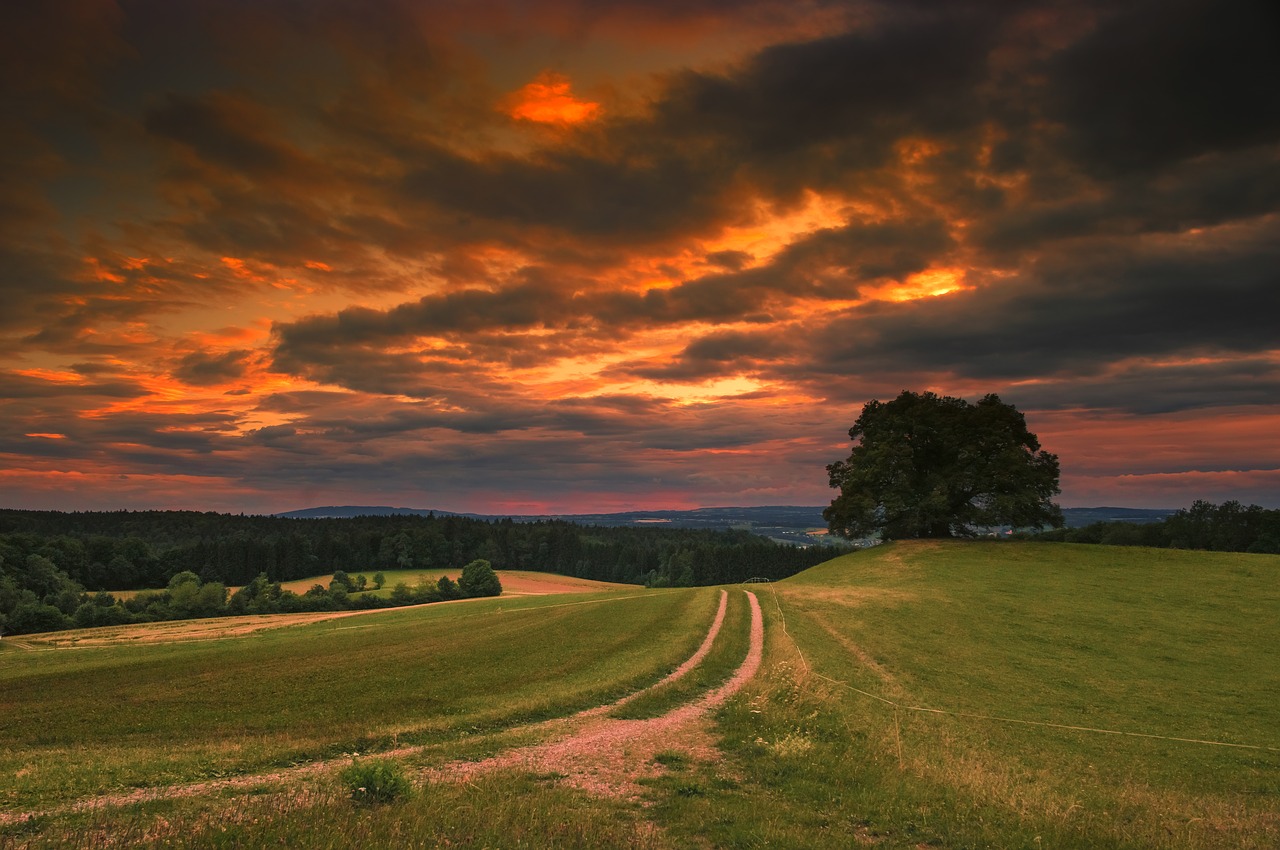 Image - nature landscape of course summer