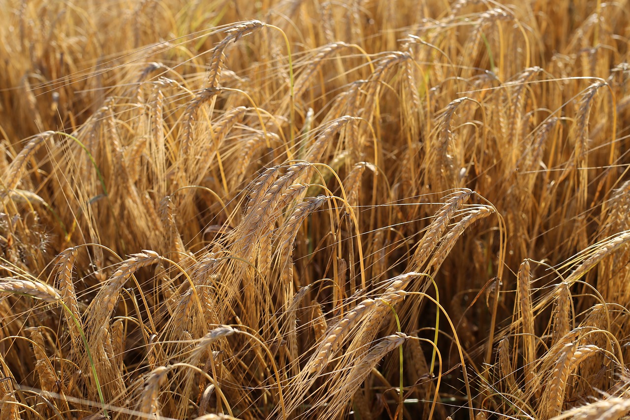 Image - barley before harvest agriculture