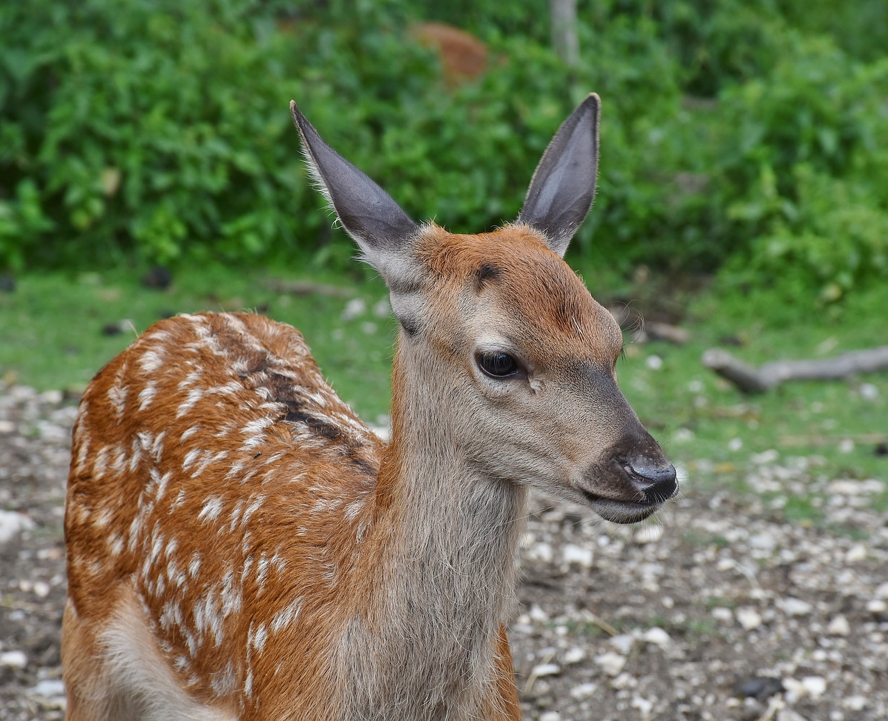 Image - roe deer kitz young wild bambi