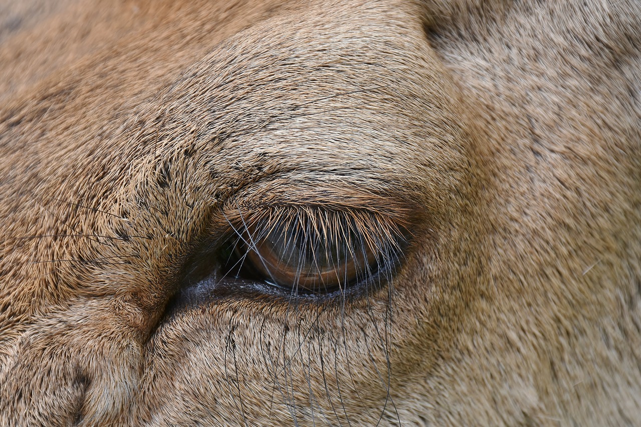 Image - eye animal eye hirsch wild