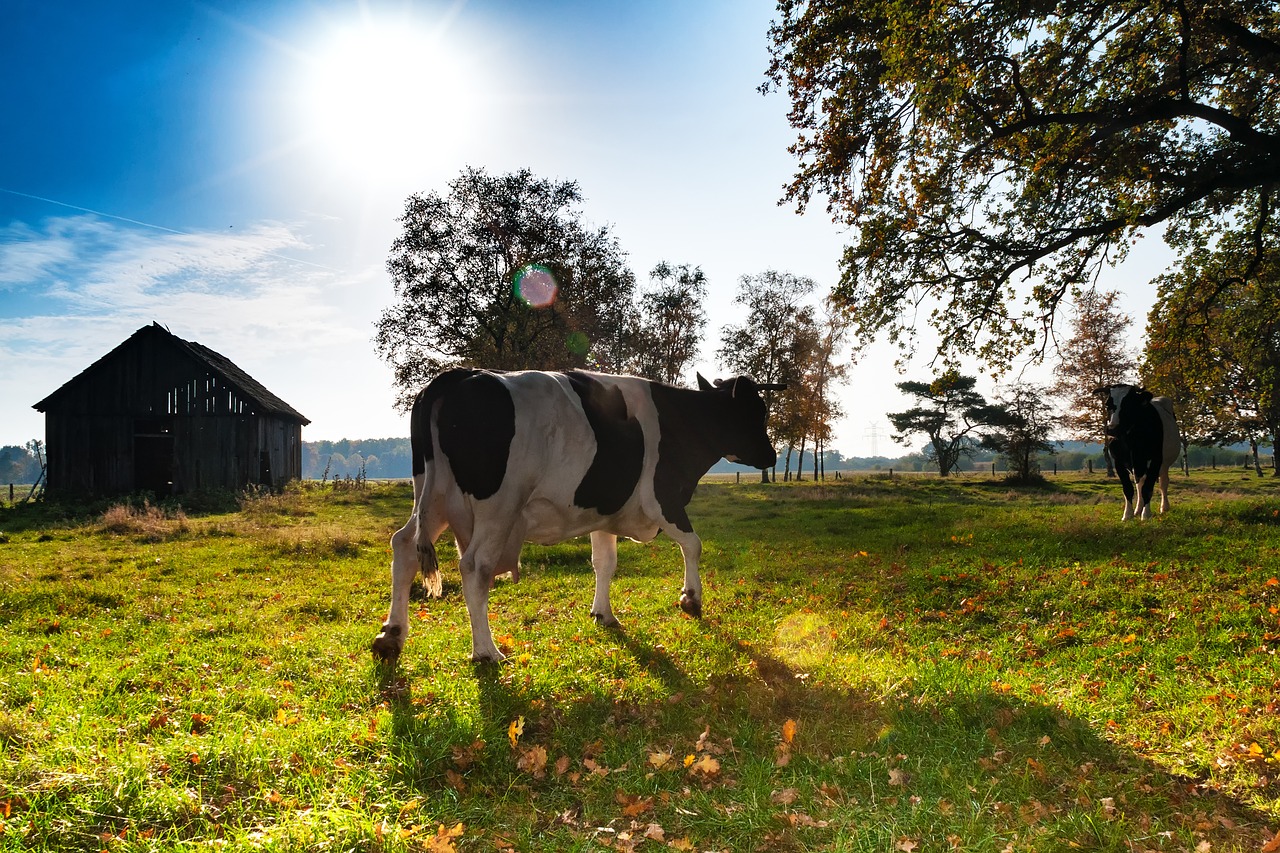 Image - cows back light meadow green hut