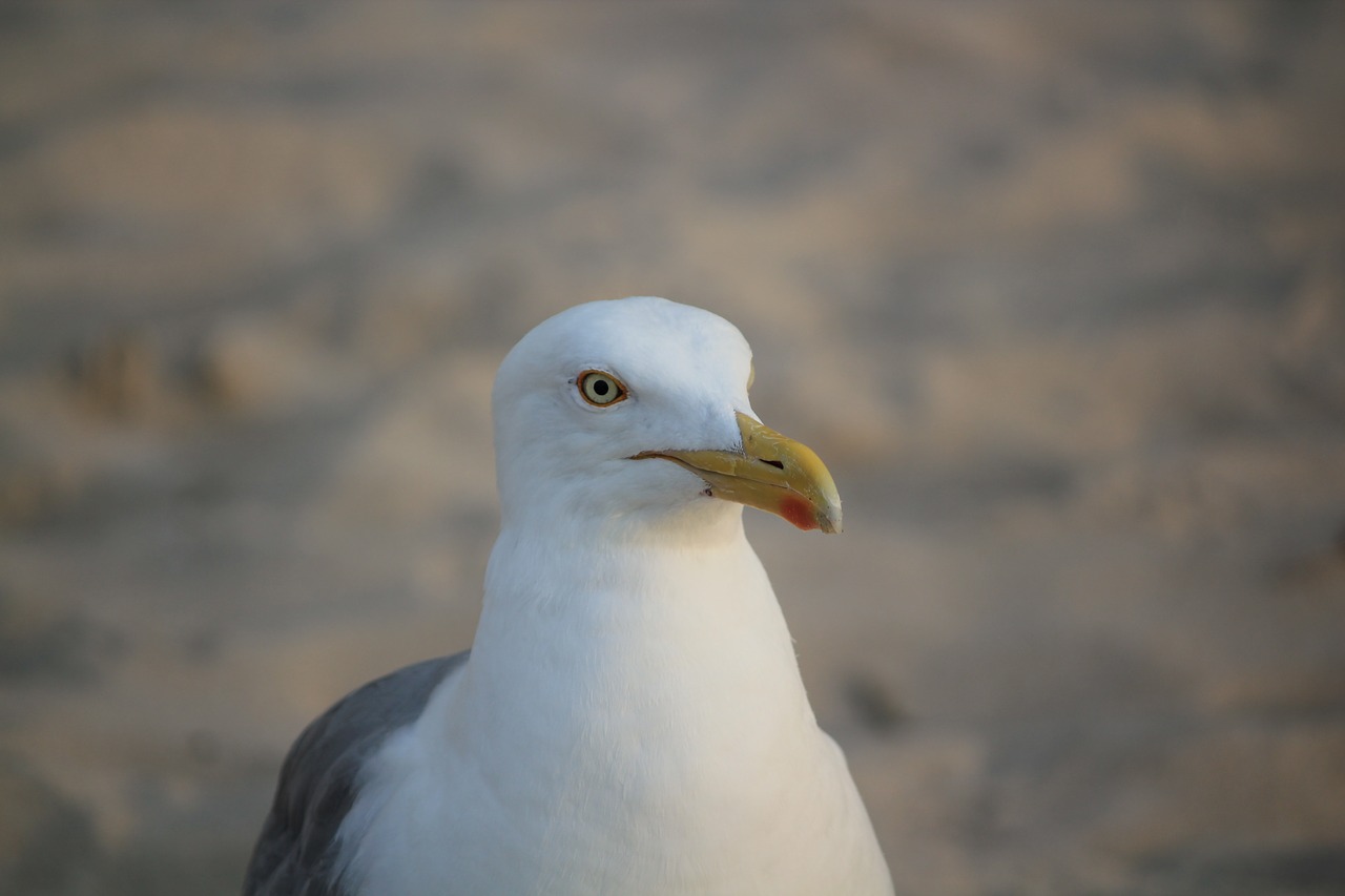 Image - seagull white portrait posing