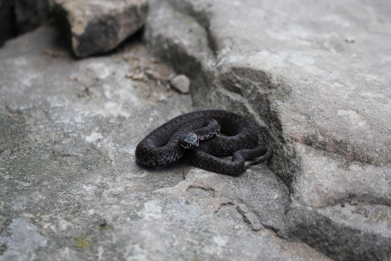 Image - viper rocks stone nature poland