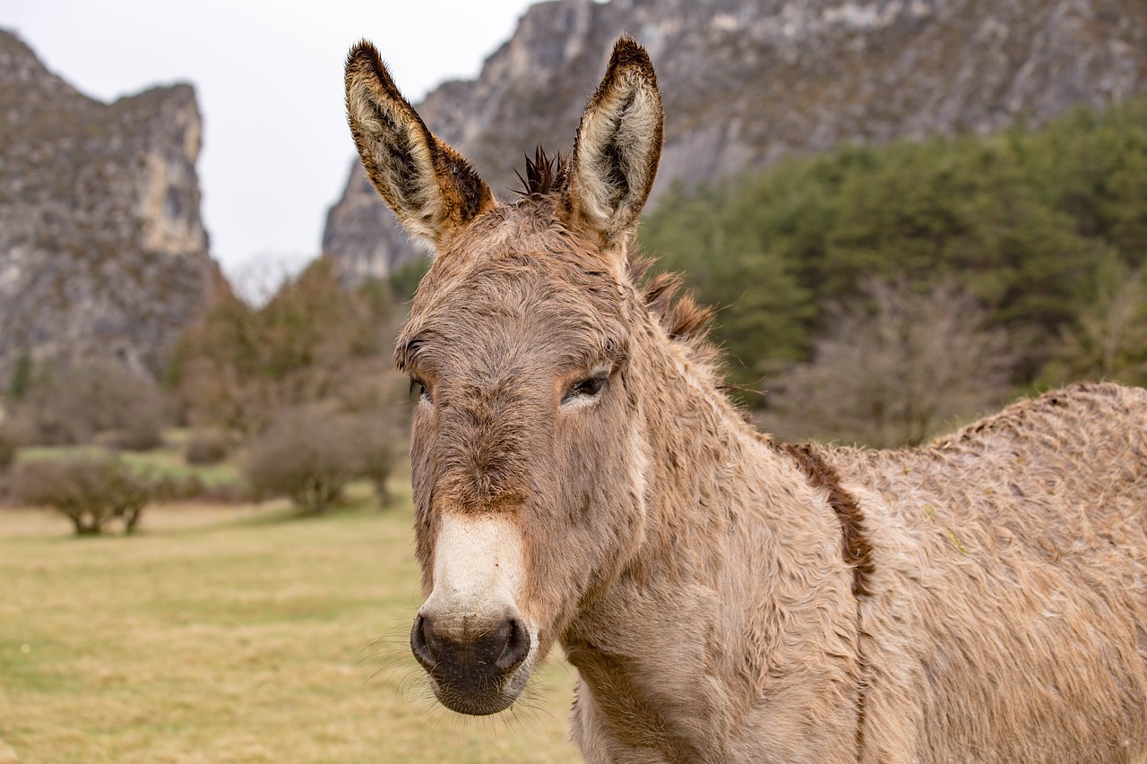 Image - animal donkey domestic animal
