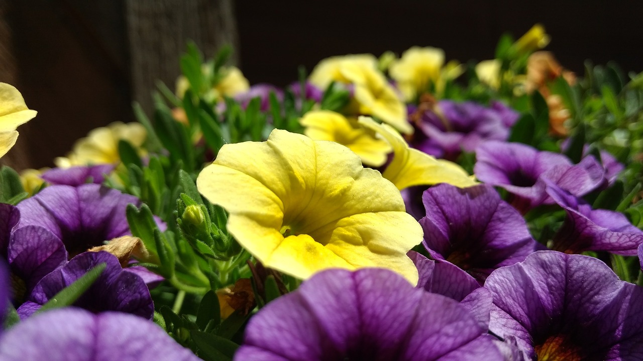 Image - petunia flower purple yellow