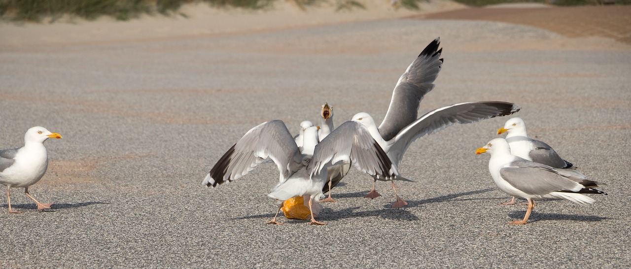 Image - seagulls dispute bread waterfowl