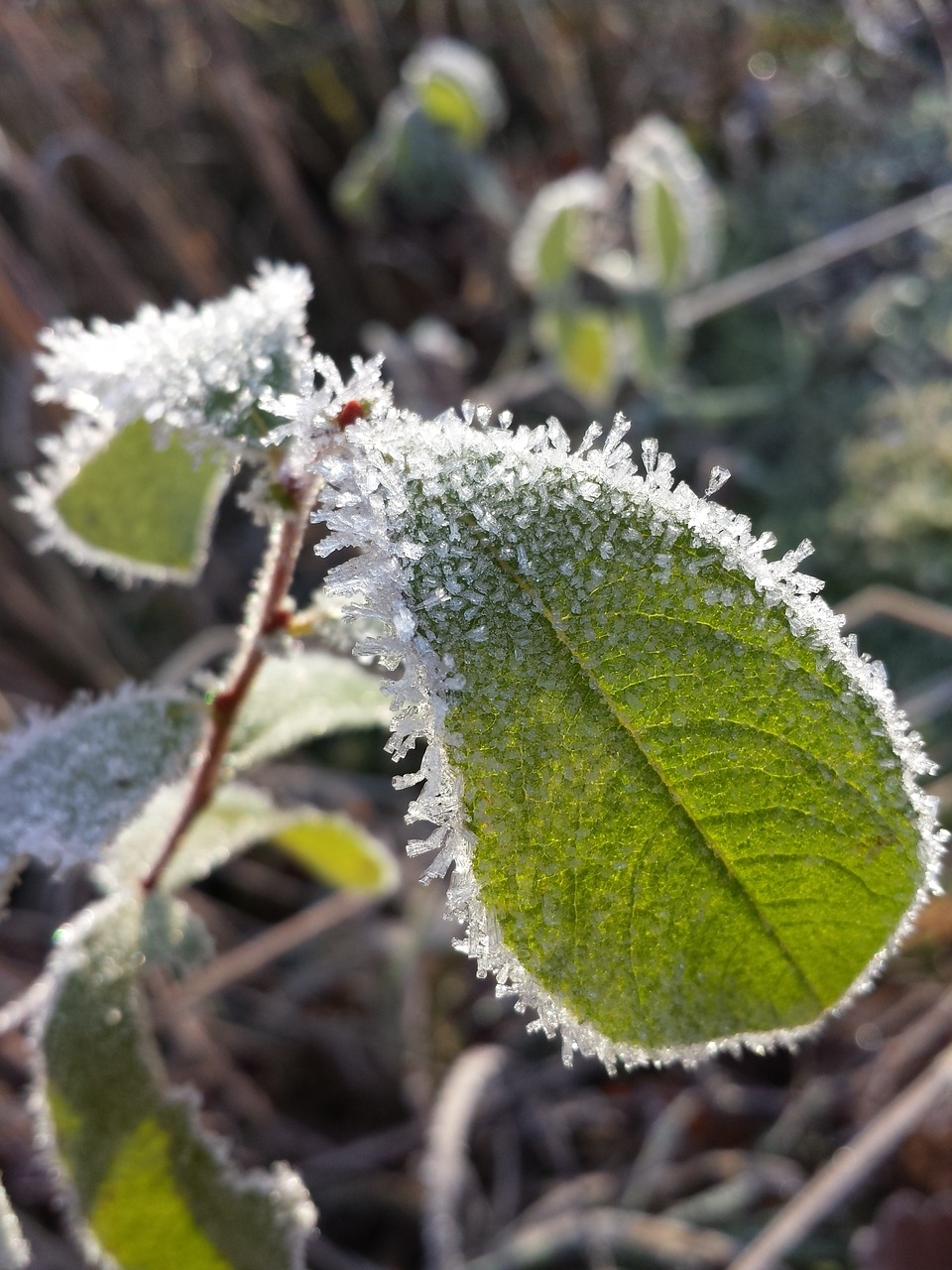 Image - winter frost frozen wintry cold