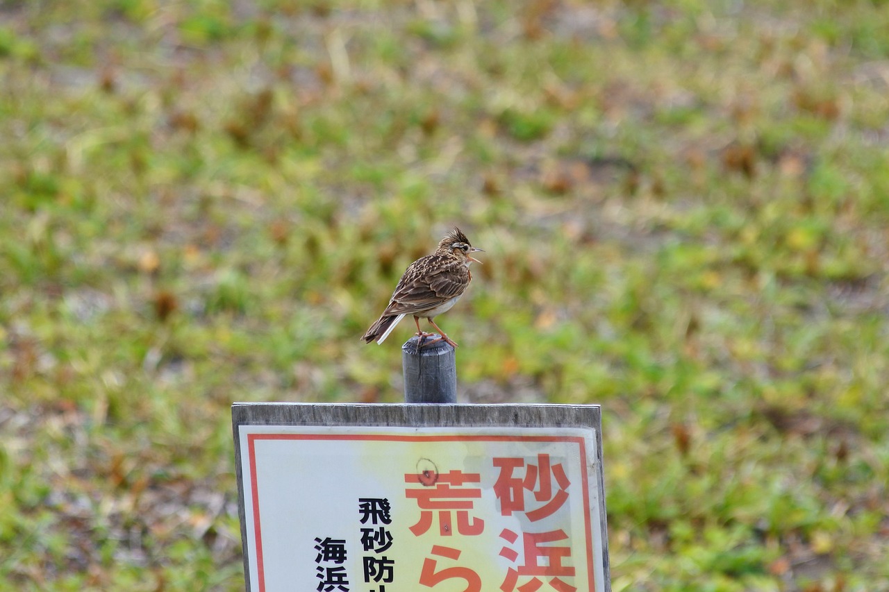 Image - animal beach grass little bird