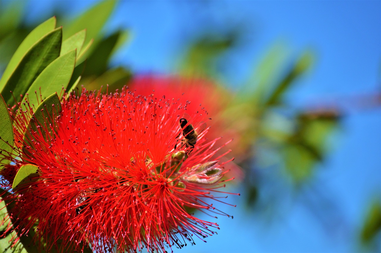 Image - lemon bottlebrush