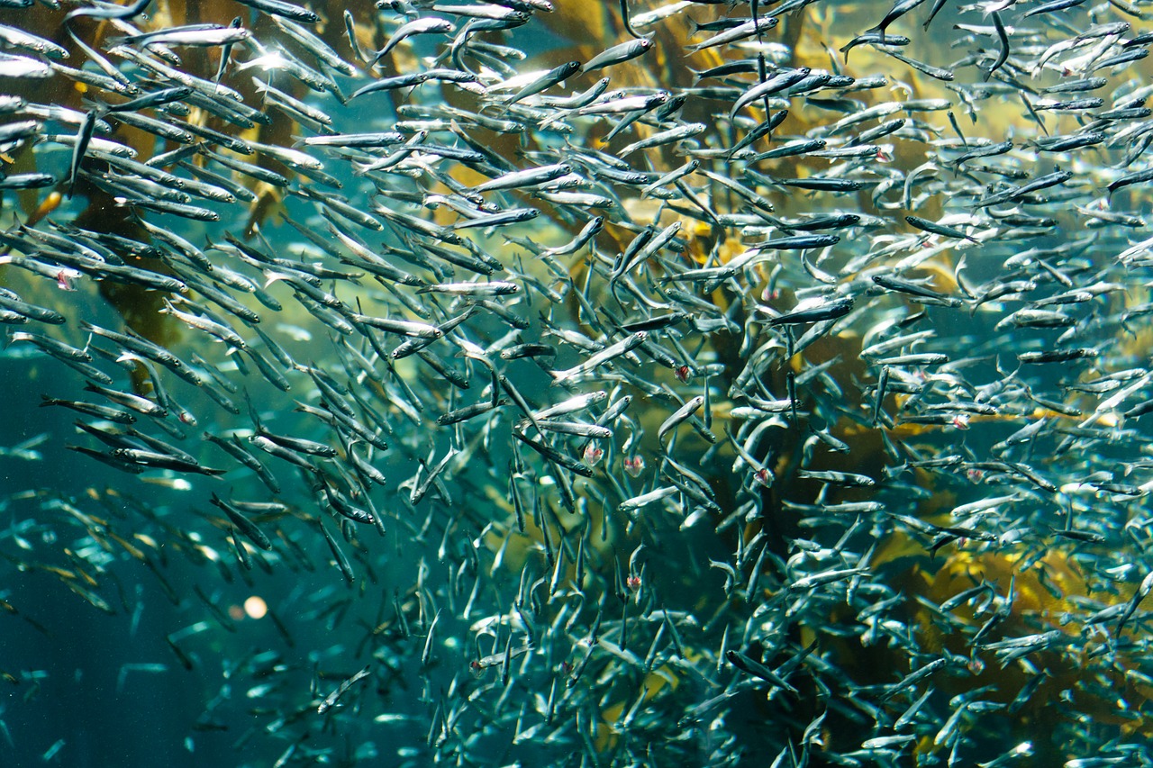 Image - fish silver sardine aquatic