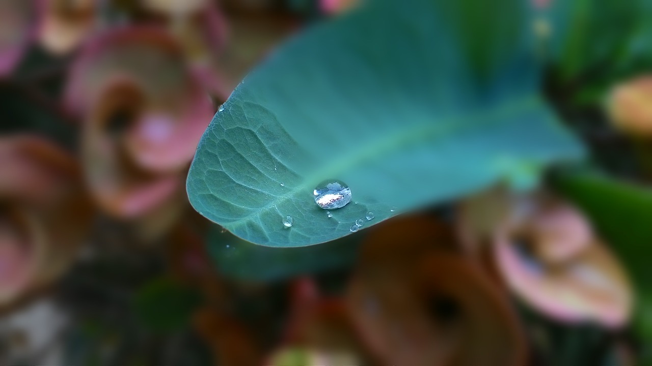 Image - drops of water eight immortals