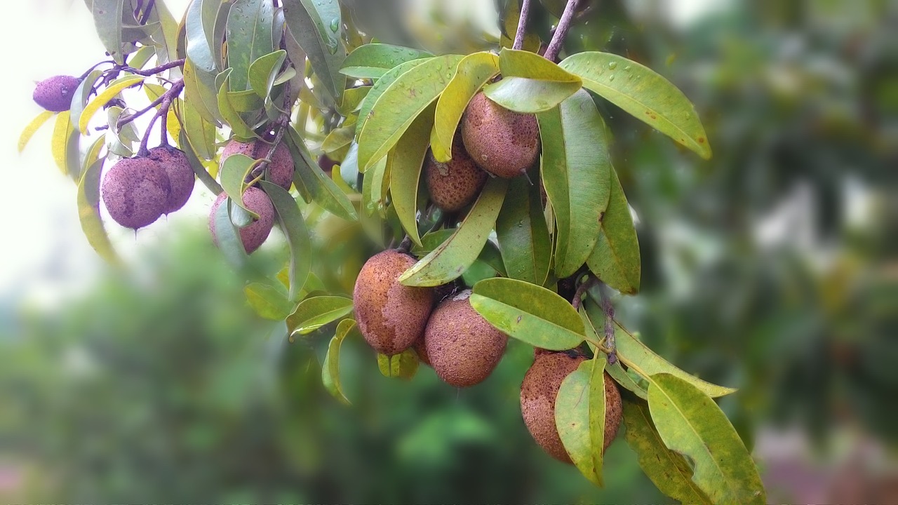 Image - sapodilla fruit
