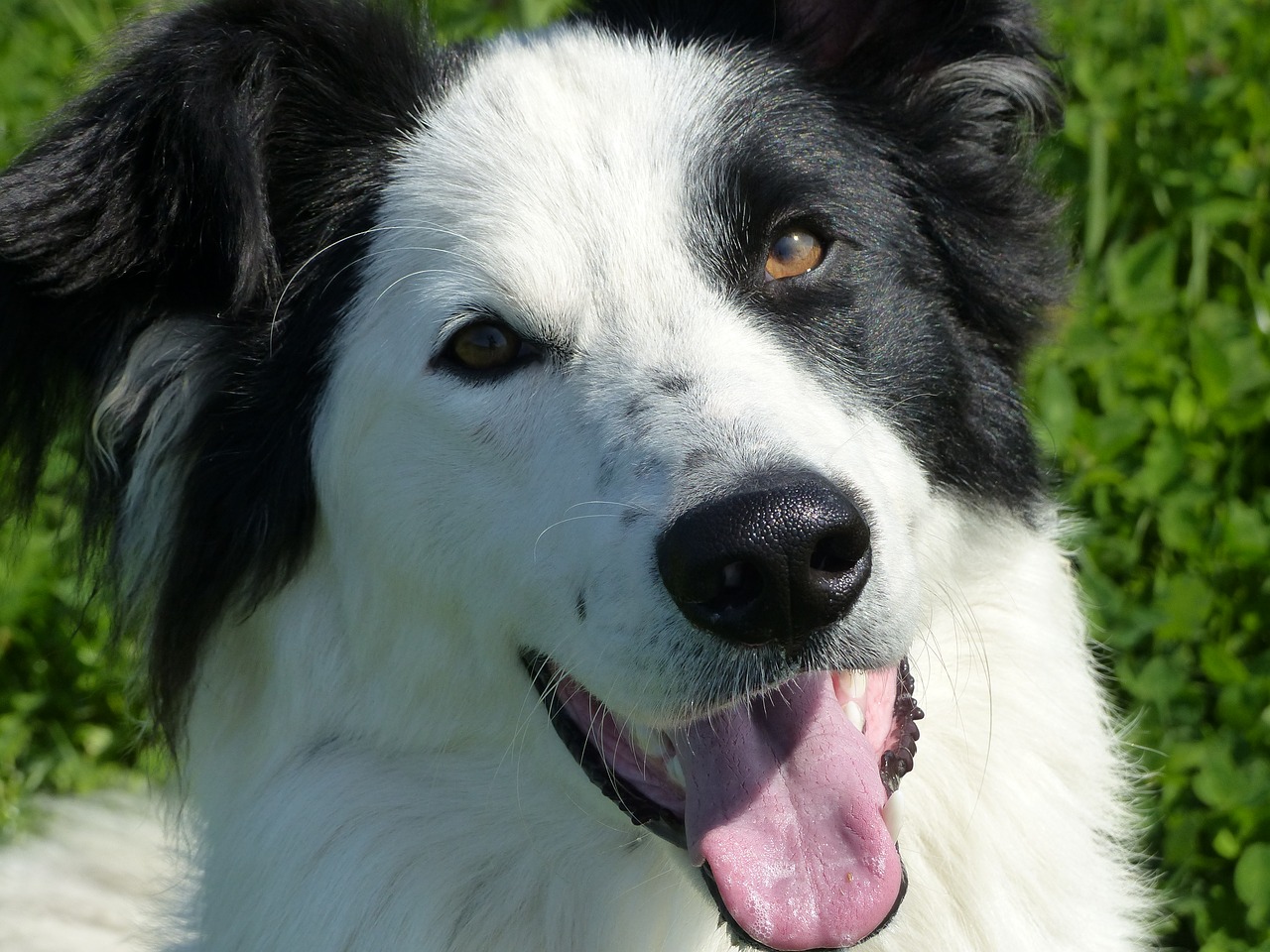 Image - crossing dog animal close up face