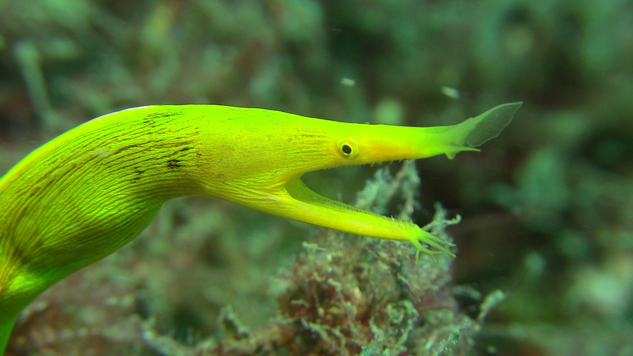 Image - spookmurene lembeh diving