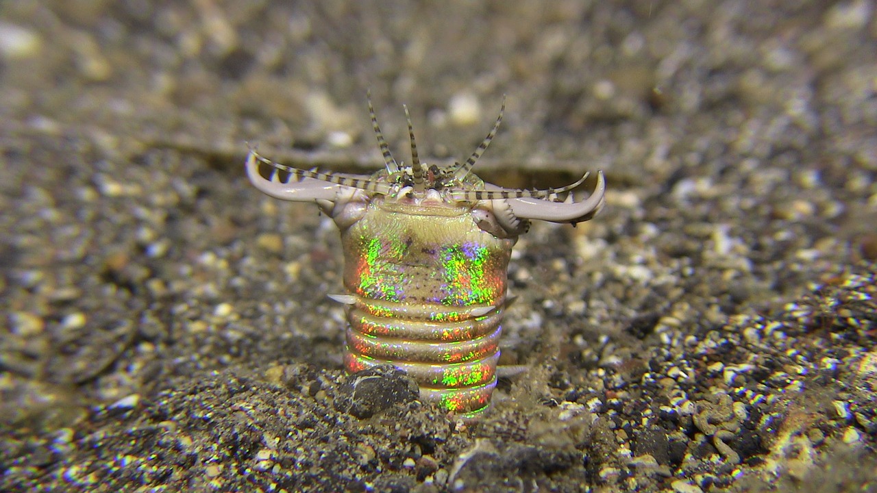 Image - bobbit bobbitworm lembeh diving