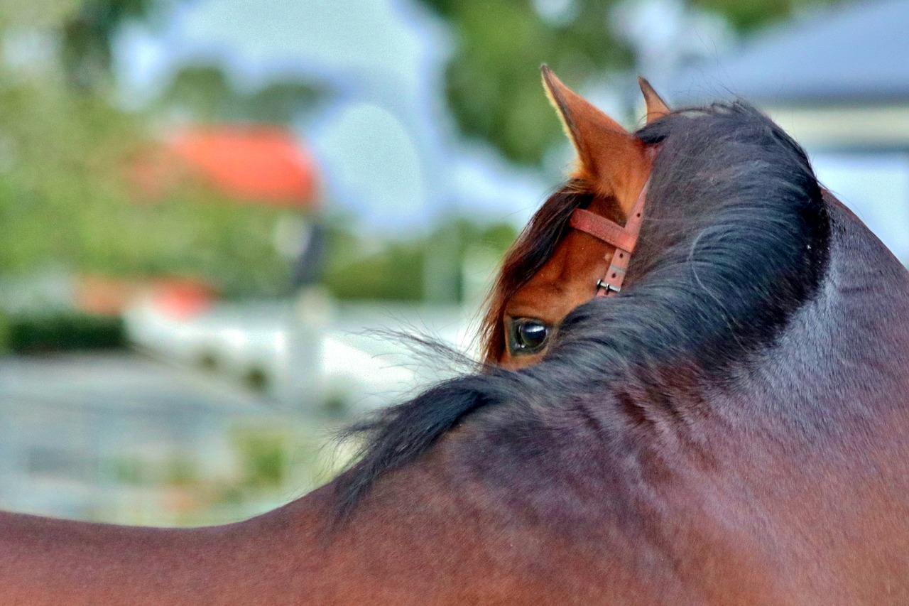 Image - andalusian bay stallion eye horse