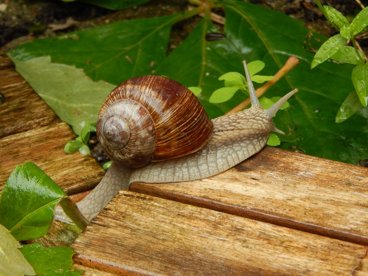 Image - snail rainy weather shell garden