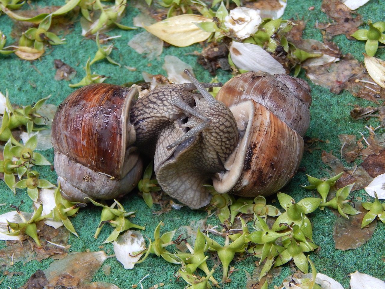 Image - snail couple snail love game lovers