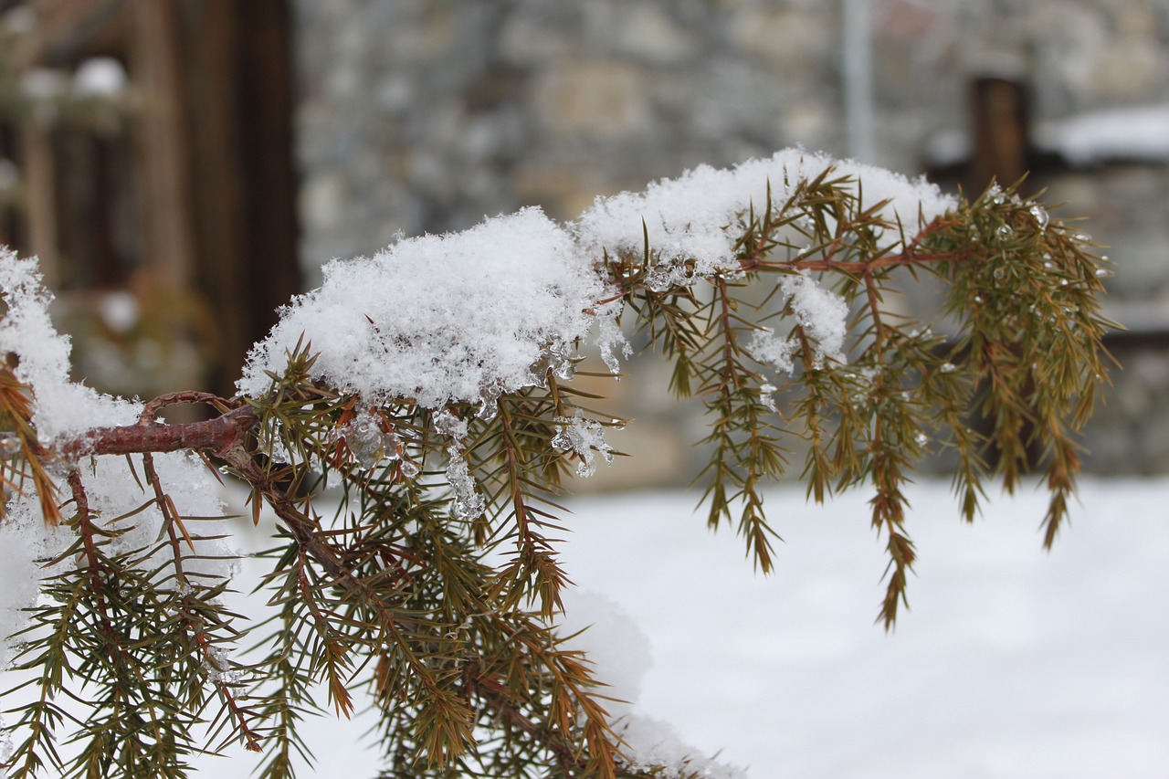 Image - coniferous tree snow branch winter