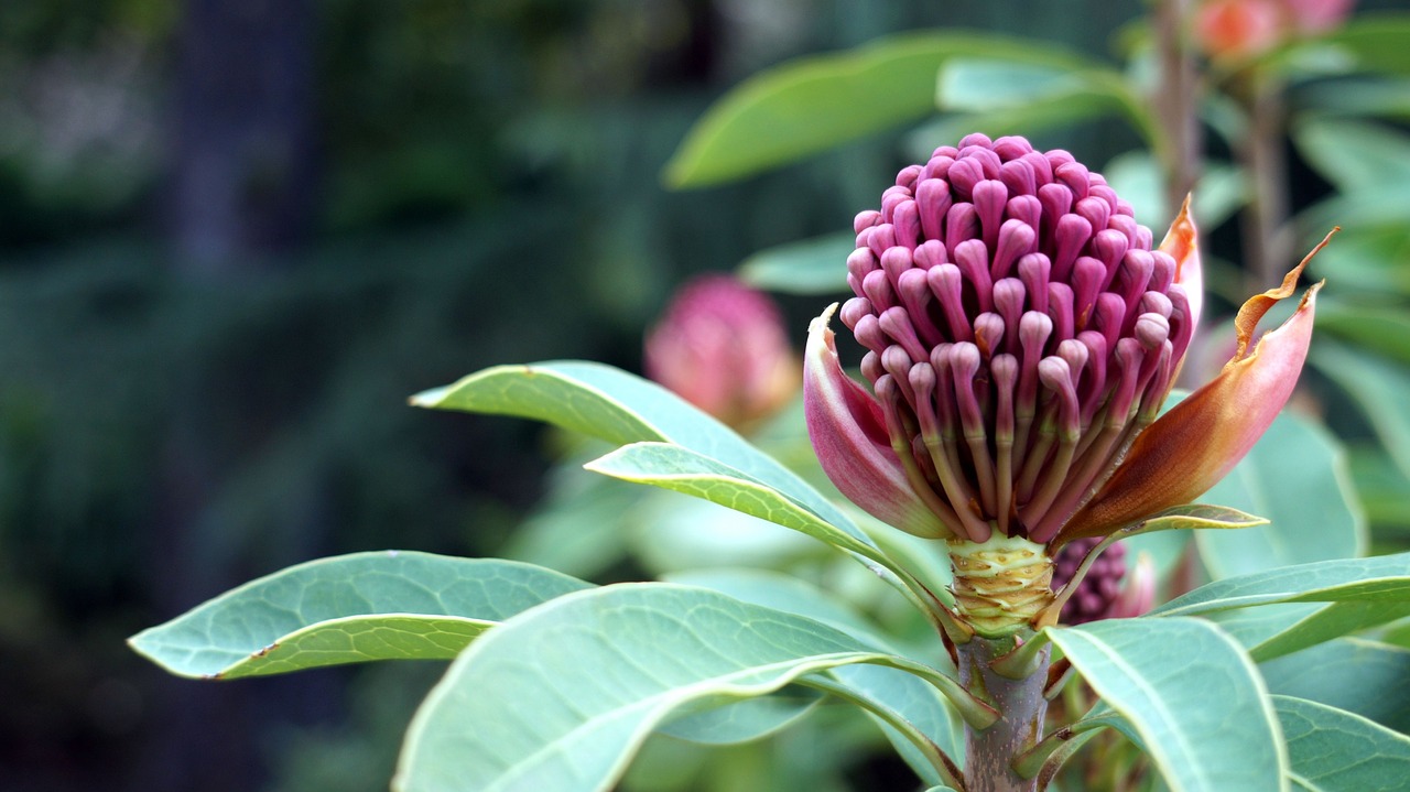 Image - tasmania garden flower