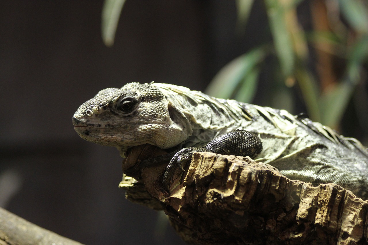 Image - chuckwalla reptile lizard reptilian