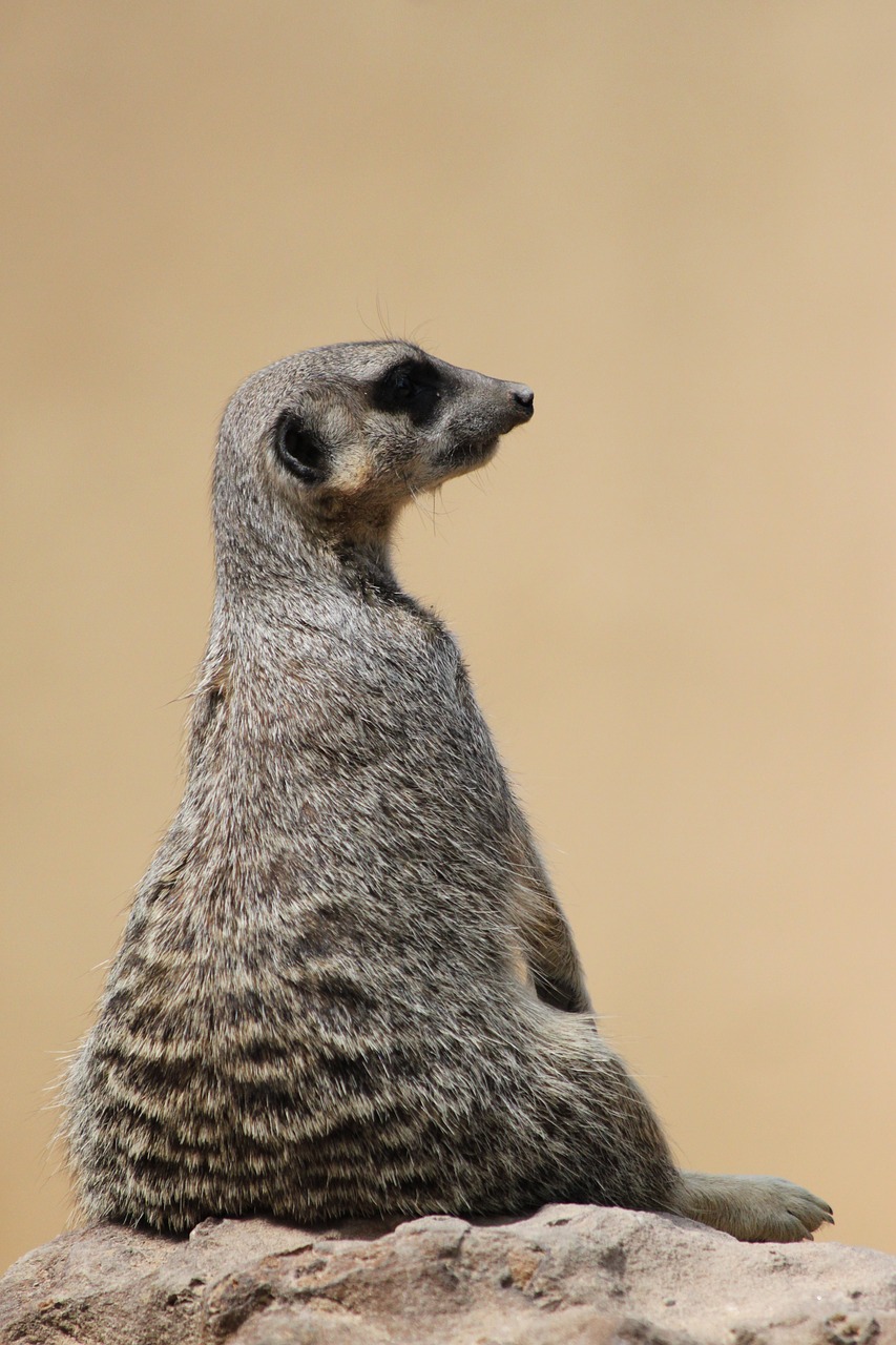 Image - meerkat suricate wildlife brown