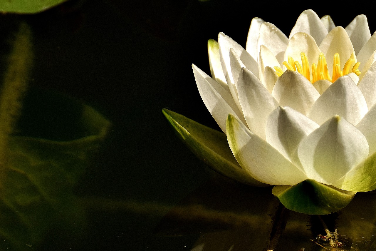 Image - water lilies white summer