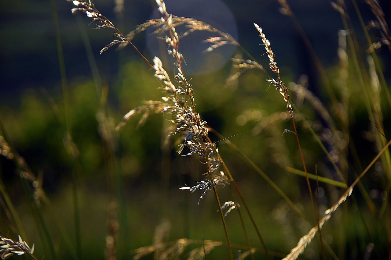 Image - grass green nature green grass