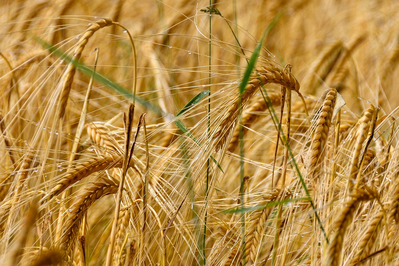 Image - wheat cereals field grain