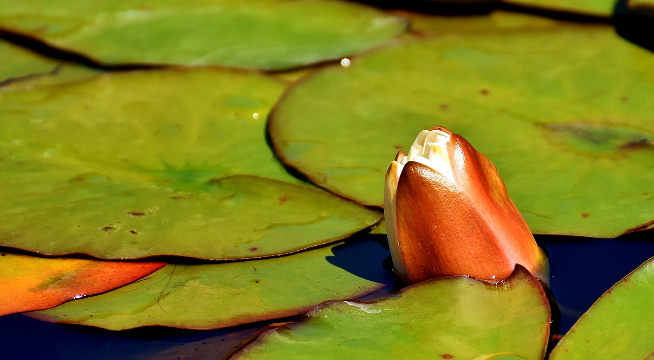 Image - water lilies white summer
