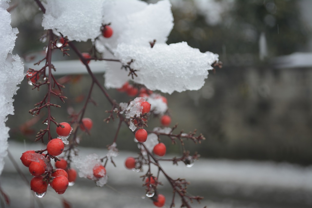 Image - winter southern sky snow wood