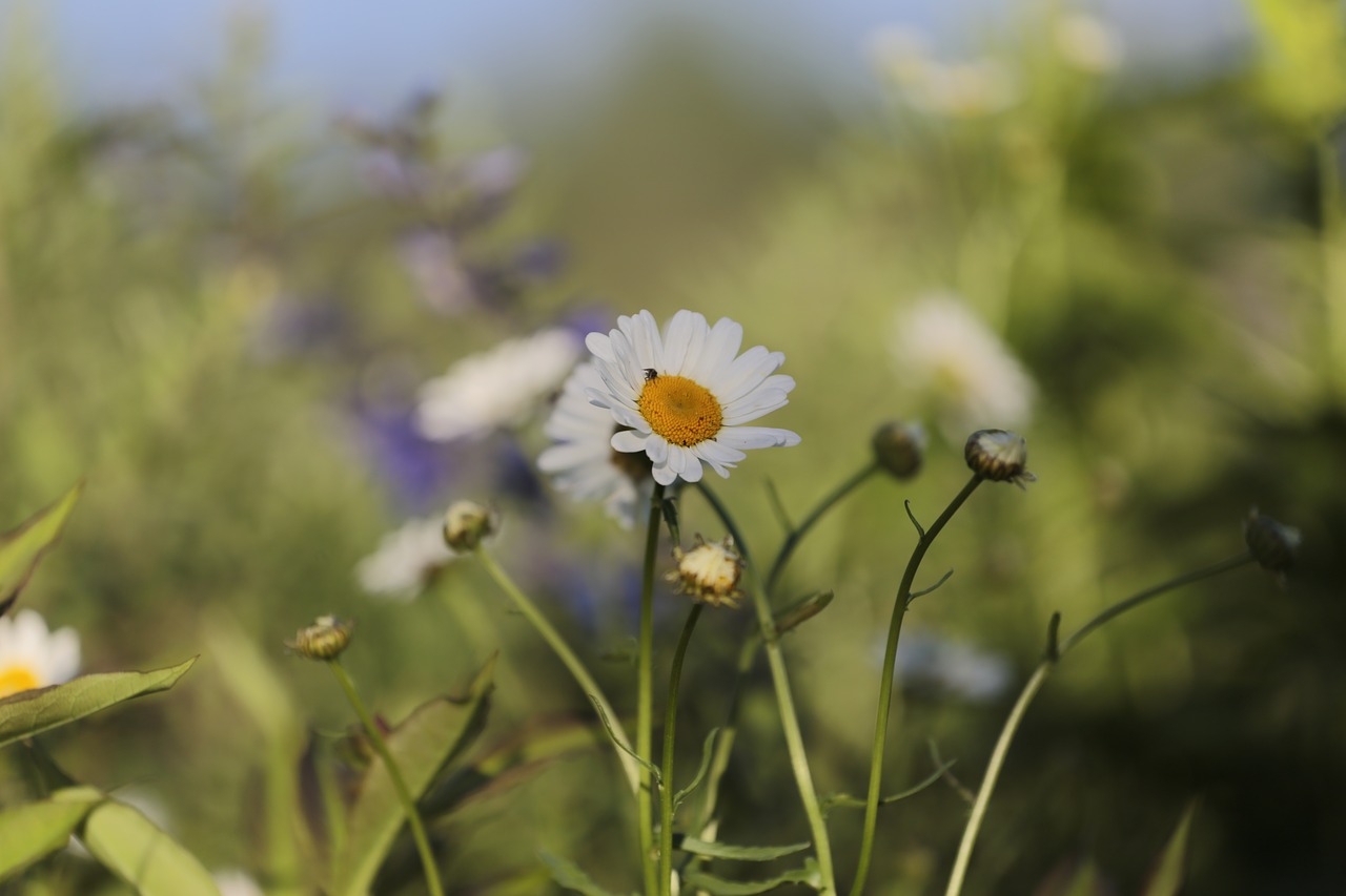 Image - chamomile flowers nature wildlife