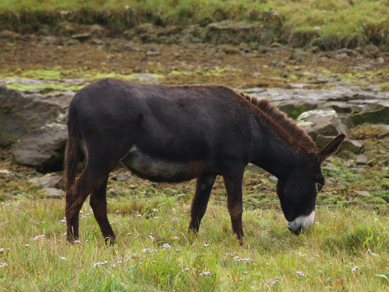 Image - donkey meadow rural nature animal