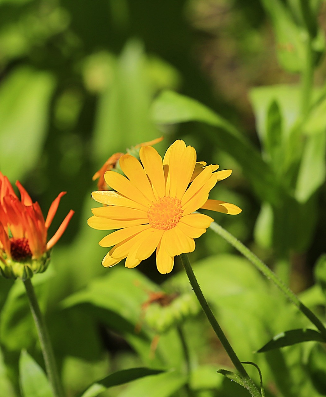 Image - flower calendula summer nature