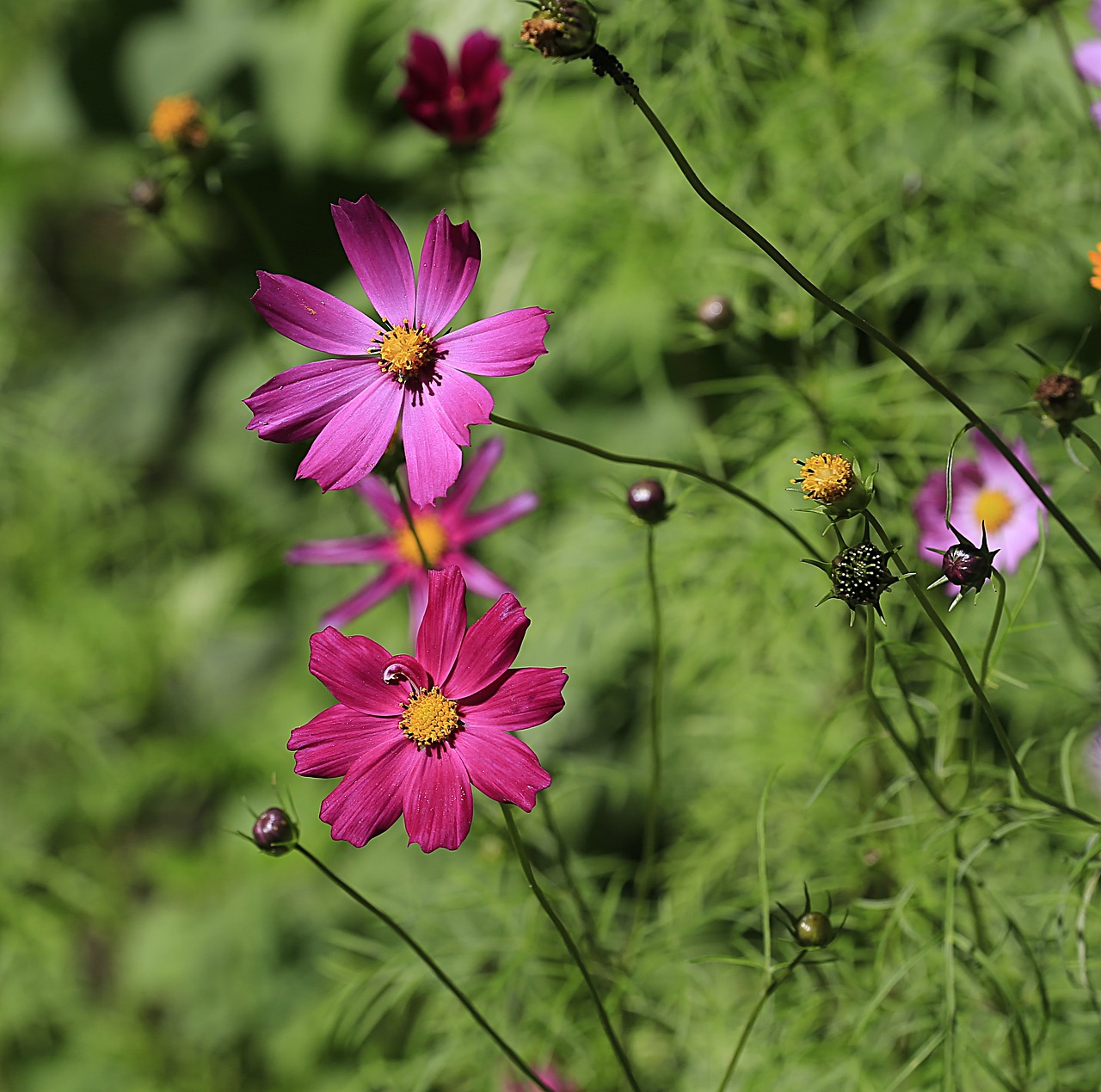 Image - flower summer nature garden flower